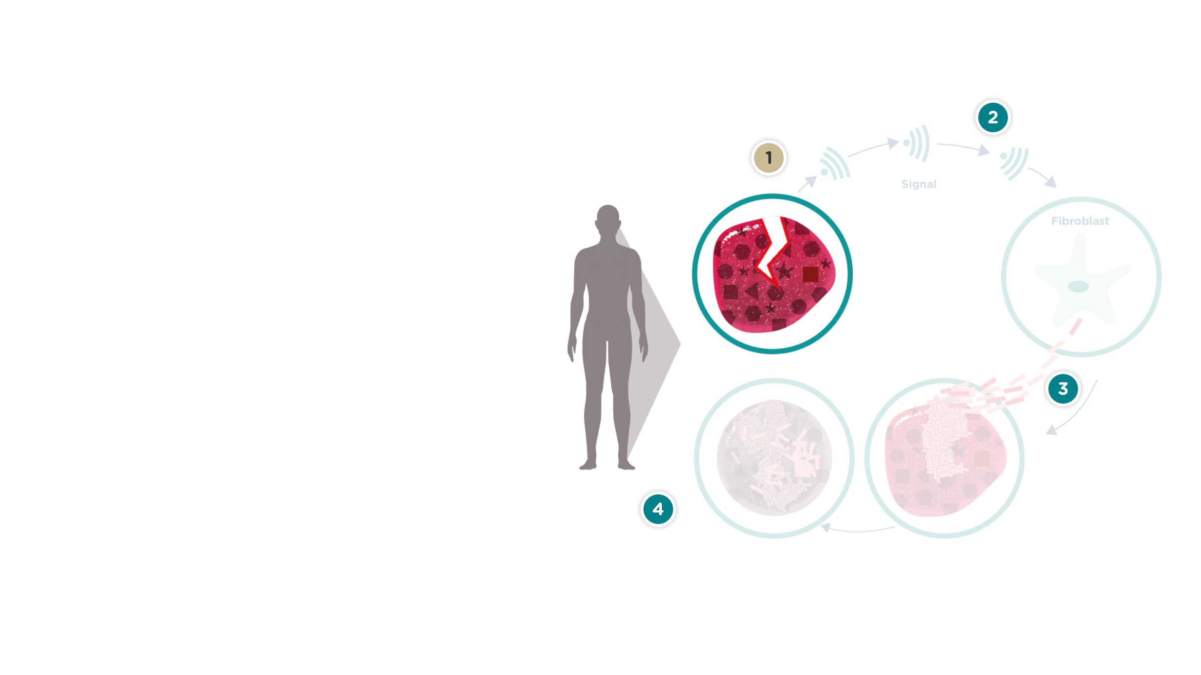 Yaralandığınızda, vücudunuzun doğal koruma sistemi