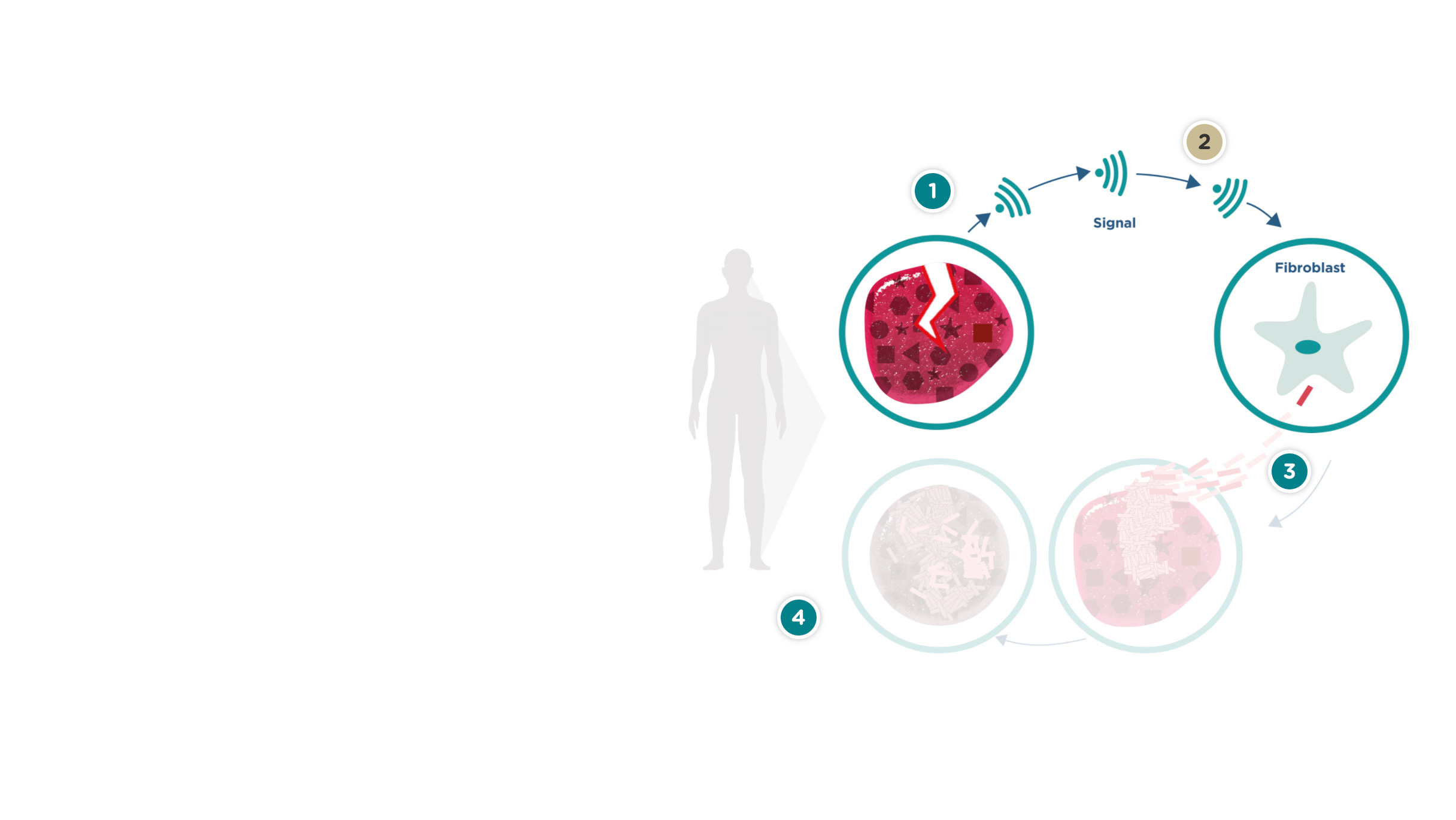Bağışıklık sistemi fibroblast denilen bir hücreye tamir emri verir